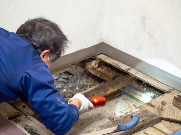 Best HVAC Mold Remediation in Fircrest, WA