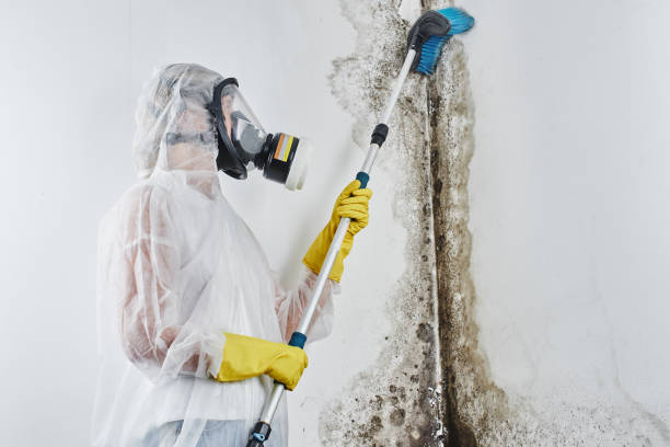 Best Post-Flood Mold Remediation in Fircrest, WA