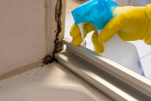 Best DIY Mold Remediation Support Services in Fircrest, WA