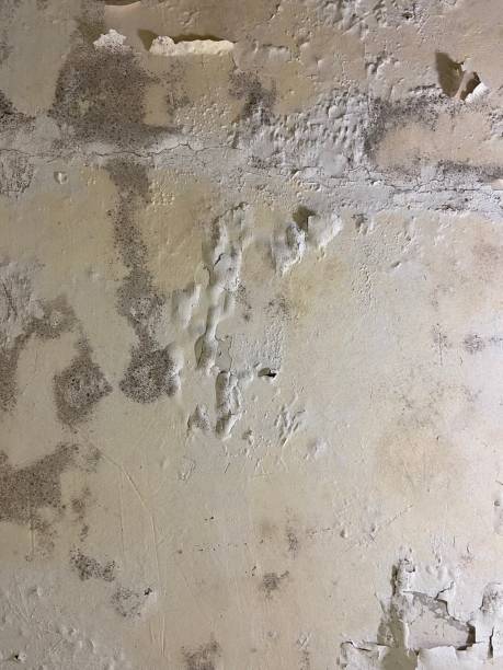 Best Residential Mold Remediation in Fircrest, WA