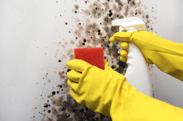 Best Health and Safety Mold Remediation in Fircrest, WA