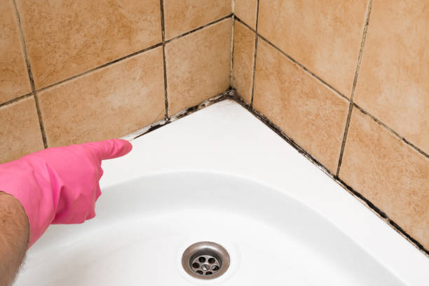 Best Black Mold Remediation in Fircrest, WA